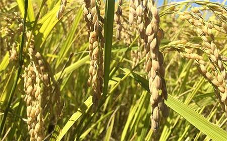 【令和7年産 新米 先行予約】 特別栽培米 はえぬき (精米) 20kg (5kg×4袋) 《令和7年9月下旬～発送》 『たけひさ農園』 山形南陽産 米 白米 山形県 南陽市 [2374-R7]