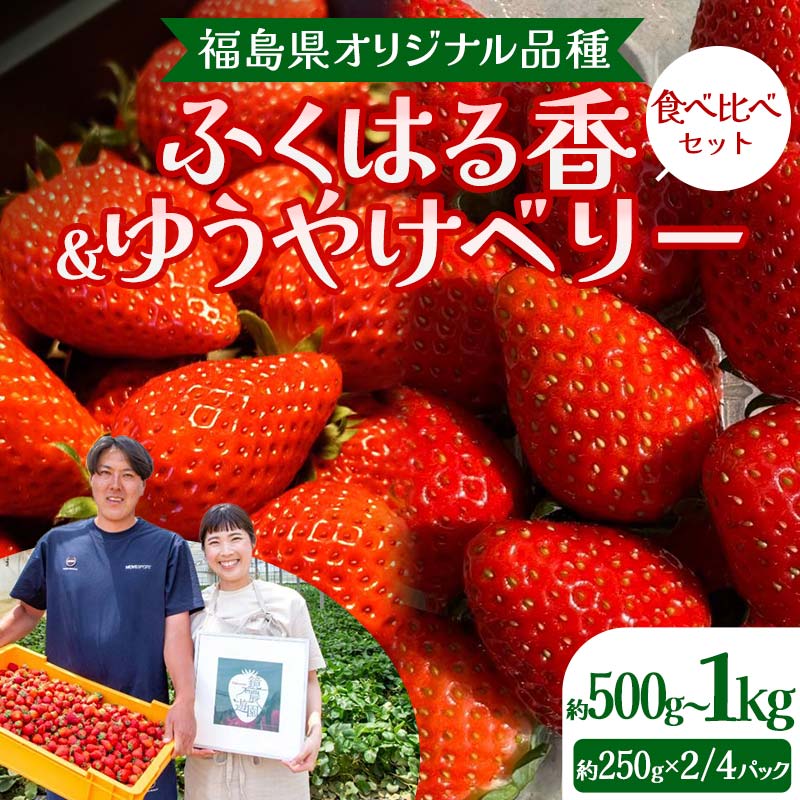 【ふるさと納税】＼選べる容量／福島県オリジナル品種「ふくはる香」「ゆうやけベリー」食べ比べセット 約500g（250g×2パック）／ 約1kg（250g×4パック）いちご イチゴ 苺 福島県 鏡石町 鏡石農遊園 F6Q-227var