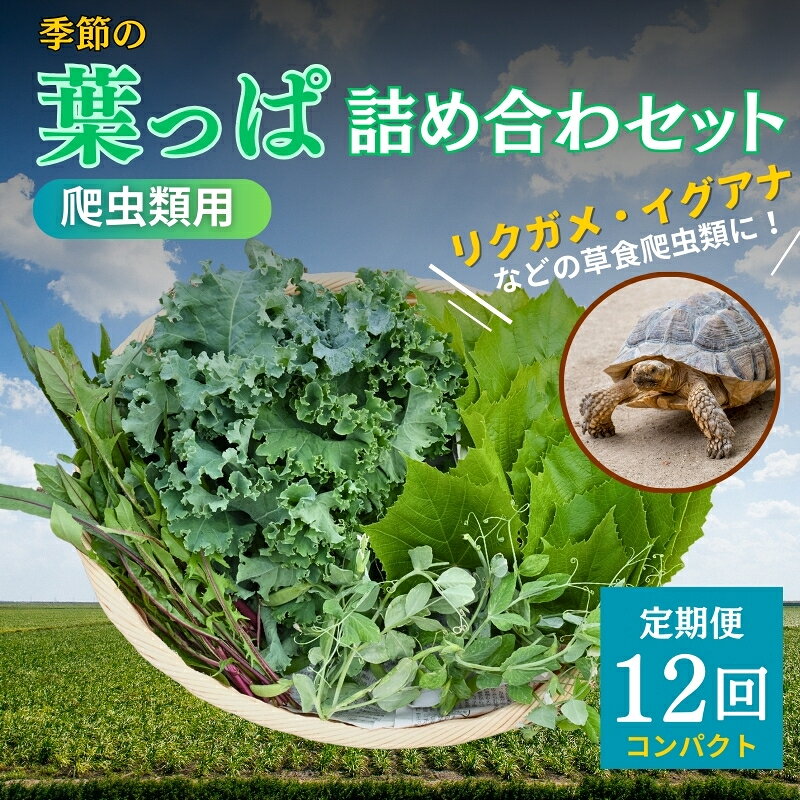 【ふるさと納税】定期便 【爬虫類用】 詰め合わせ 12回コース 季節の葉っぱ コンパクトサイズ 草食爬虫類 リクガメ イグアナ 無農薬 京都府南丹市 新鮮
