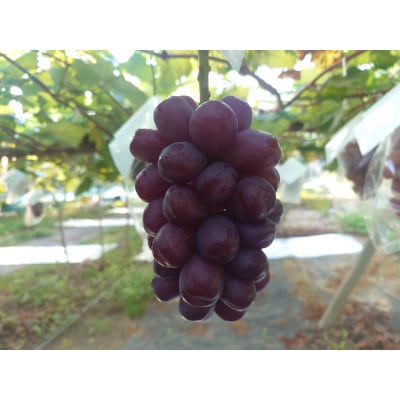 《2026年8月より順次発送》黒いシャインマスカット【富士の輝】 1房約500g 熊本県宇城市産【配送不可地域：離島】【1568445】