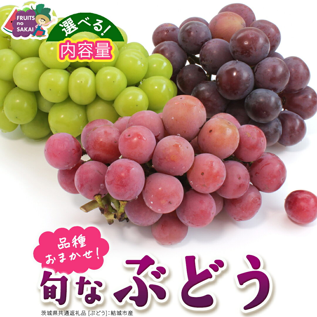 【ふるさと納税】 ＼選べる 内容量・発送方法／ 旬なぶどう 品種おまかせ 約1.3kg(約2房) / 約2kg(約4房) / 約5kg(約8〜12房) 単品【2026年8月より発送開始】（茨城県共通返礼品 [ぶどう]：結城市産） ぶどう 旬 おまかせ 詰め合わせ フルーツ 果物 巨峰 ピオーネ