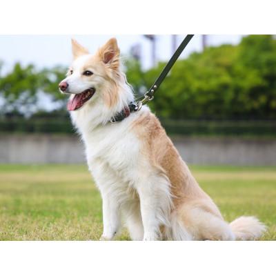 ふるさと納税 松原市 【本革】中型犬用　首輪　マイスタープラス　レザーカラー　カーキ　#30 |  | 03