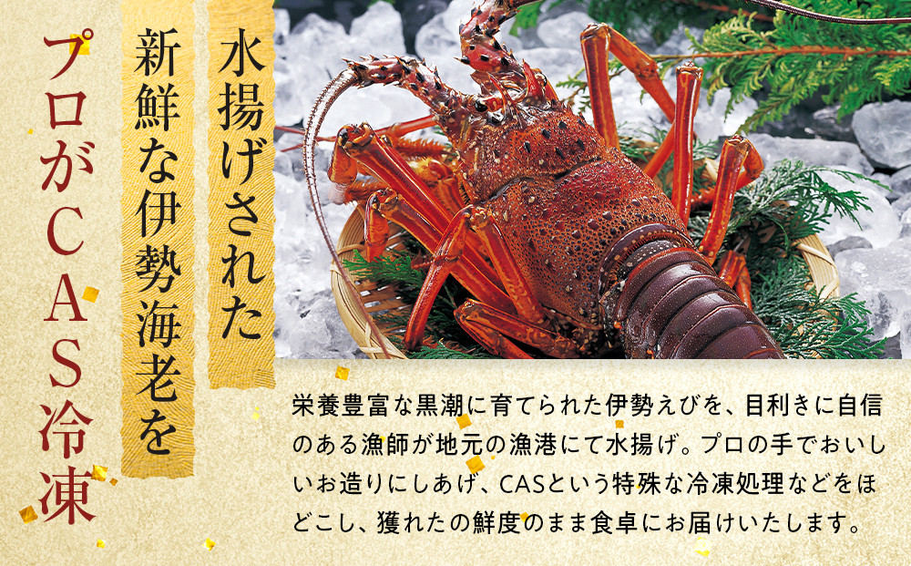 【年末配送】CAS凍結 伊勢海老 姿造り 500g 〜 600g 約2人前