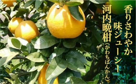 【先行予約】香りがさわやかでジューシー 河内晩柑 9～10kg 晩柑 柑橘 約 10kg 減農薬 佐賀県産 【5月中旬から発送】| 山崎農園の河内晩柑 和製 グレープフルーツ 柑橘類 _b-335