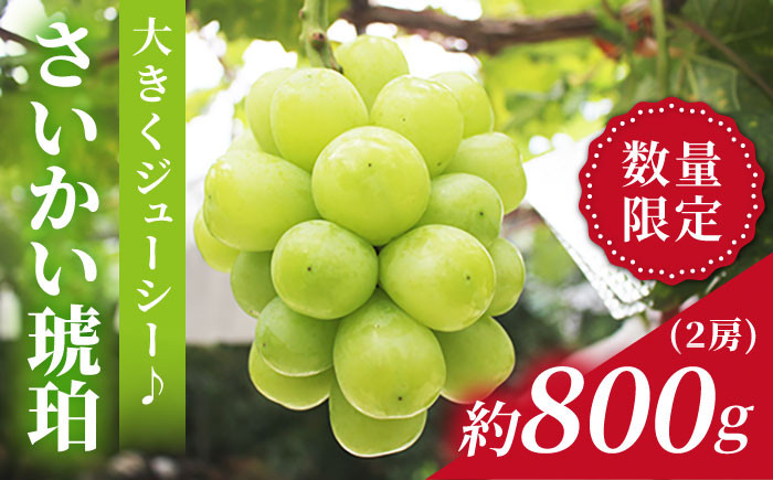 
                  【先行予約】シャインマスカット さいかい琥珀（雄宝/ゆうほう）約800g（2房）＜山田果樹園＞[CCX002]  長崎 西海 シャインマスカット マスカット ぶどう 高糖度 ますかっと 果物 フルーツ 贈答 ブドウ budou ShineMuscat
                