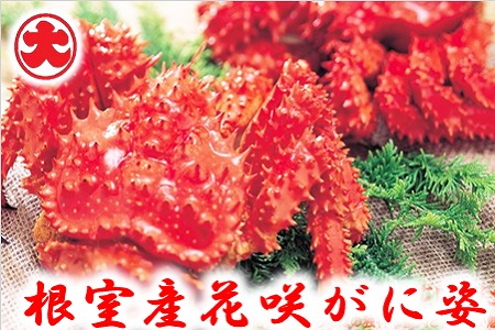 【北海道根室産】花咲がに姿1.2kg×1尾 C-01023