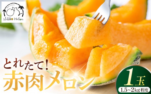 【2026年8月下旬より順次発送】関根農園の赤肉メロン 1.5kg〜2kg程度×1玉　｜フルーツ