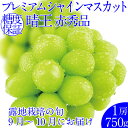 【ふるさと納税】2025年予約受付中 プレミアムシャインマスカット晴王 1房約750g 人気 岡山県産 赤秀品 種無し 皮ごと食べる みずみずしい フレッシュ 晴れの国 おかやま 果物大国 ハレノフルーツ　お届け：2025年9月1日～2025年10月31日