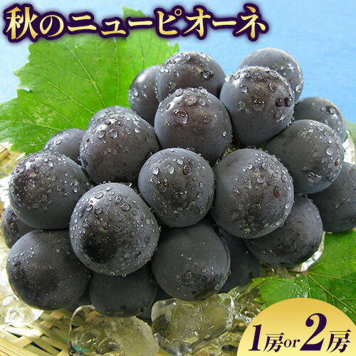 【ふるさと納税】【2026年先行予約】秋の ニューピオーネ 1房 約600g 2房 1kg以上 環山堂株式会社《2026年8月下旬-9月下旬頃より発送予定》岡山県 浅口市 ぶどう 葡萄 ピオーネ フルーツ 果物 送料無料