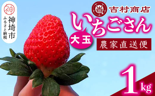 
【令和7年1月中旬より順次発送】大玉いちごさん 4パック 約1kg (平詰め・2P×2箱) 【大玉 いちご 苺 いちごさん 農家発送 朝採れ 甘い お菓子作り フルーツ】(H098106)
