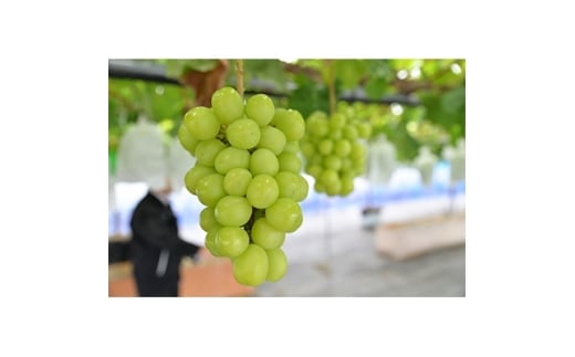 ＜2026年　秋発送分＞～シャインマスカット～　約600g　Domaine MARUTA【1048876】