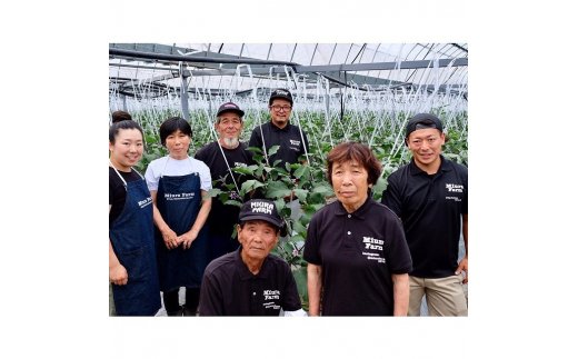 【先行予約】無添加水なす 米ぬか漬け 6個【新鮮 野菜 泉佐野産 茄子 やさい 高評価 数量限定】 010B142