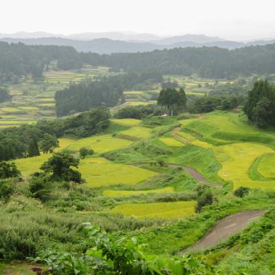 ふるさと納税 上越市 数量限定★令和7年産|棚田米コシヒカリ|新潟上越牧産ブランド米「幻米」10kg(10kg×1袋)白米 |  | 01