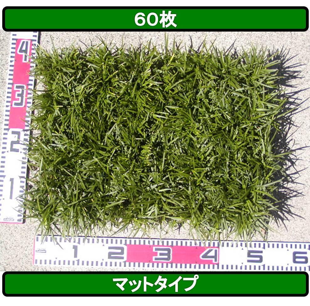 
玉竜 タマリュウ たまりゅう 60枚 植物 プラント 芝生 ガーデニング ガーデニング用品
