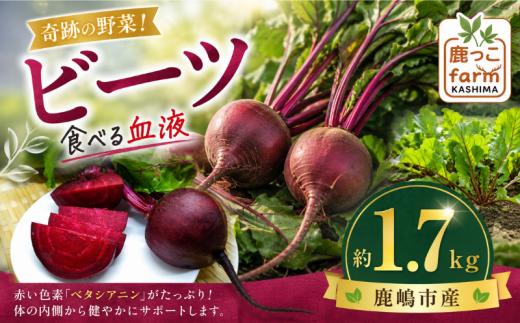 ビーツ 約1.7kg 【先行予約】 数量限定 野菜 肉厚 旬 食物繊維 ヘルシー ポリフェノール ベタシアニン 健康 カリウム 赤い色素 赤紫 食べる血液 季節の野菜 サラダ カルパッチョ ボルシチ スムージー スープ アサイーボウル ビーツ習慣 国産 産地直送 vegetable beet beets beetroot 鹿っこfarm ふるさと納税 茨城県 鹿嶋市 【2027年6月発送】
