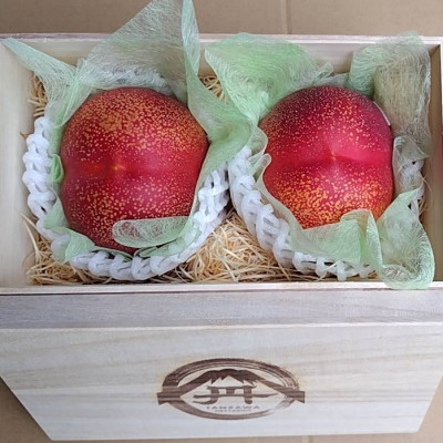 
            ＜大切な方に選ばれる贈り物＞最高糖度25度比類なき絶対糖度シャトーネクタリン2025年7月中旬発送【1468766】
          