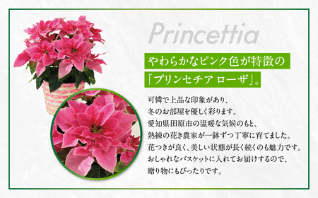 プリンセチア ローザ 観葉植物 植物 5号鉢 人気 おしゃれ かわいい お手入れ 室内 大鉢 中型 インテリア リビング 玄関 寝室 キッチン オフィス プレゼント ギフト 冬 クリスマス フラワーギ