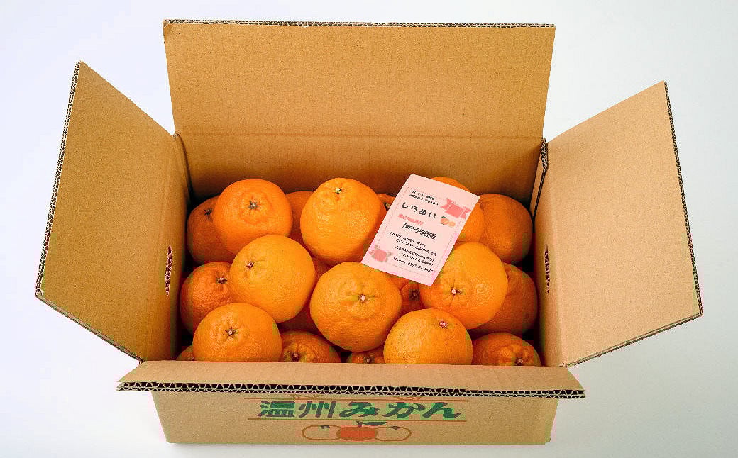 
                  《数量限定》今が旬！酸味と甘みのたっぷり果汁【しらぬい】6.5㎏　かきうち園芸[KE04]
                