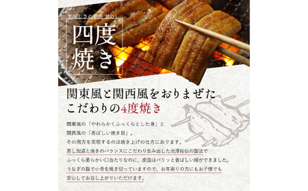 完全無投薬 仁淀川の伏流水で育てた贅沢うなぎ蒲焼き 大 (約200g×3尾) ギフトセット 池澤鮮魚 【池澤鮮魚オンラインショップ】[ATBE021]