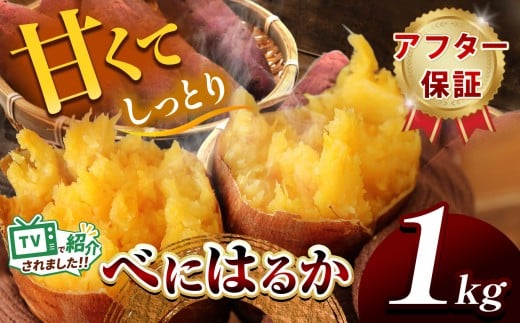 甘くておいしい！べにはるか 1kg  先行予約 ＜ 2025年9月中旬より順次発送予定 ＞｜ さつまいも サツマイモ 芋 いも 野菜 紅はるか べにはるか 1kg 5kg 10kg