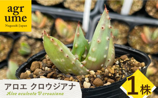 【数量限定】 Aloe aculeata V crousiana　アロエ クロウジアナ 1株 長与町/アグリューム [EAI122] 観葉植物 多肉植物 苗 植物 アロエ あろえ インテリア