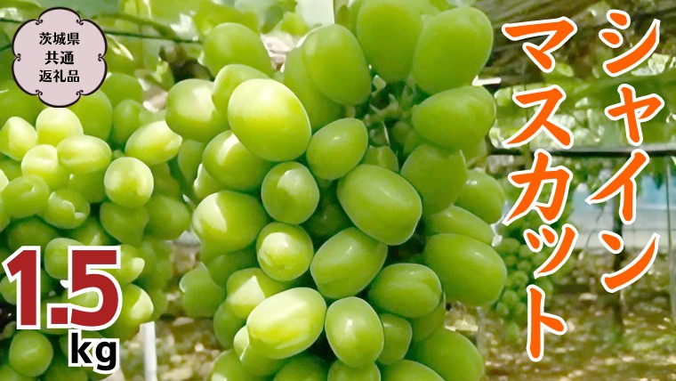 
            【2025年9月上旬から発送開始 】 シャインマスカット 1.5kg ( 茨城県共通返礼品 石岡市 ) ご自宅用 マスカット フルーツ 果物 [DC009sa]
          