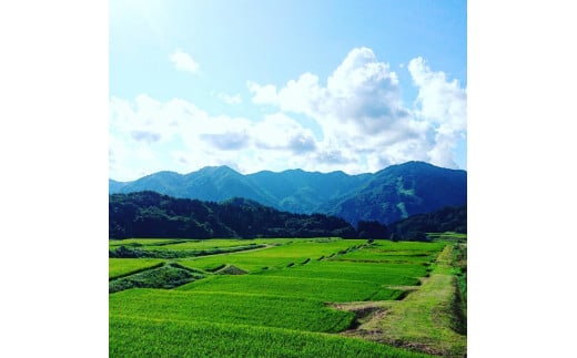 【新米受付・令和7年度産米】棚田米コシヒカリのパックごはん(150g×8個)新潟県村上市岩船産　1067110N