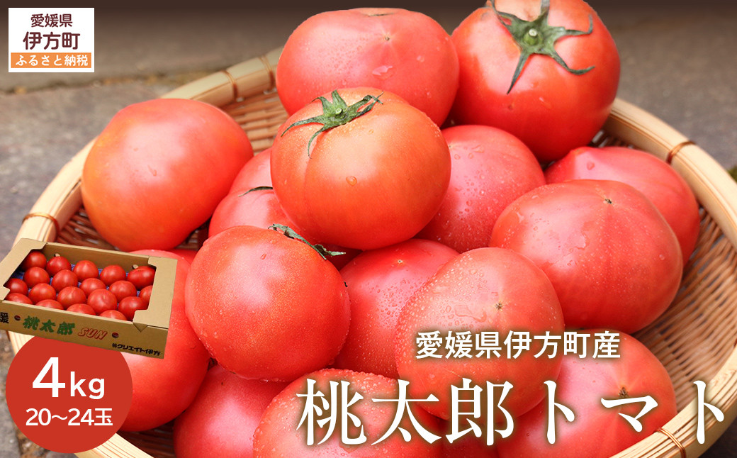 
            【産地直送】愛媛県伊方町産 桃太郎トマト（4kg、20～24玉） 【 ふるさと納税 人気 おすすめ ランキング みかん ミカン 蜜柑 桃太郎 トマト 桃太郎トマト 産地直送 クリエイト伊方 愛媛県産 愛媛県 伊方町 送料無料 】 IKTI007 
          