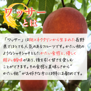 【2024年8月上旬～発送 先行予約】スイートリッチ 3kg(中生ワッサー）