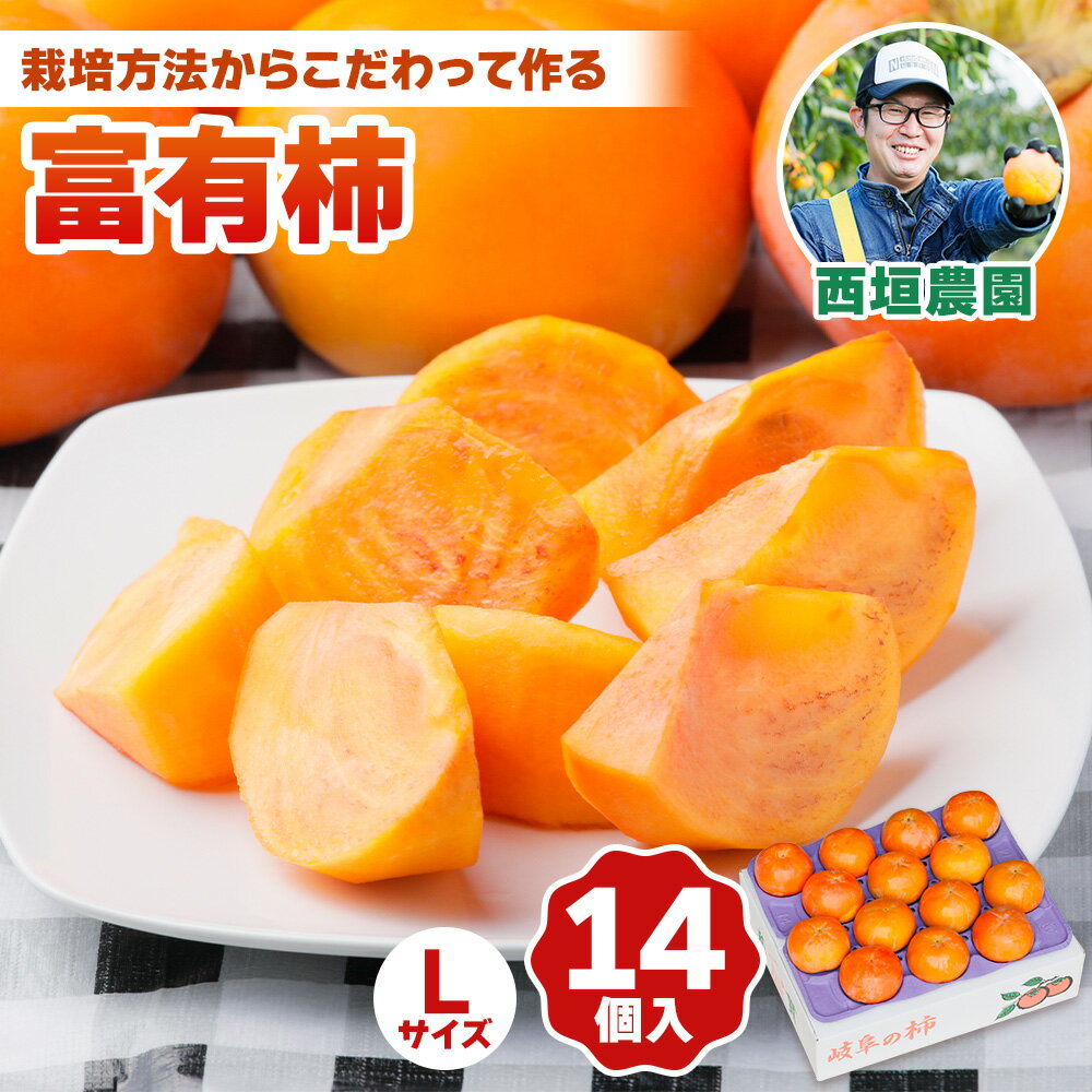 【ふるさと納税】[先行予約] 令和7年産 《柿の王様》西垣農園の富有柿 Lサイズ (14個入)11月中旬から12月上旬にかけて発送予定 [mt019] [0592]｜かき 富有柿 フルーツ カキ 果物 くだもの 産地直送 岐阜県 本巣市 お取り寄せ 13000円