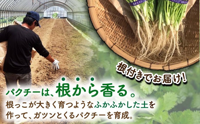 【3回定期便】本場タイ人が認めた パクチー好きのためのパクチー 500g /江口農園[UBF030] 野菜 パクチー 本場のパクチー パクチー定期便 野菜定期便