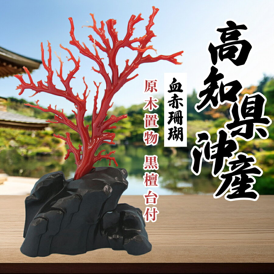 【ふるさと納税】高知県沖産血赤珊瑚の原木置物　黒檀台付