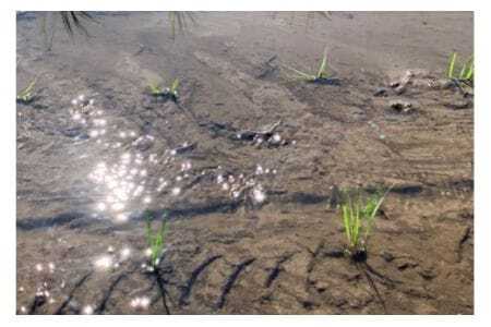 【令和7年産】獅子米 ミルキークイーン 玄米 30kg お米 米 おこめ ブランド米 ミルキー 30キロ 国産 単一原料米 コメ こめ ご飯 銘柄米 茨城県産 茨城 産直 産地直送 農家直送 ごはん