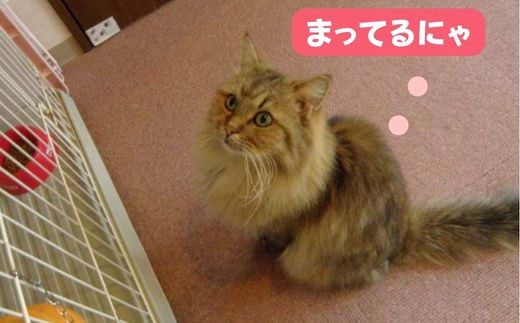 
TVで話題沸騰！猫カフェ ニャンシー体験チケット
