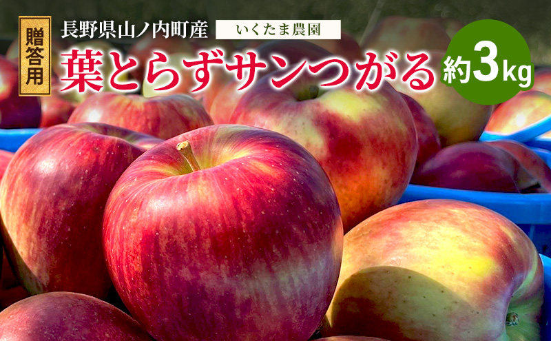 【贈答用】葉とらずサンつがる 約3kg リンゴ りんご フルーツ 果物 お取り寄せ 長野県 山ノ内町