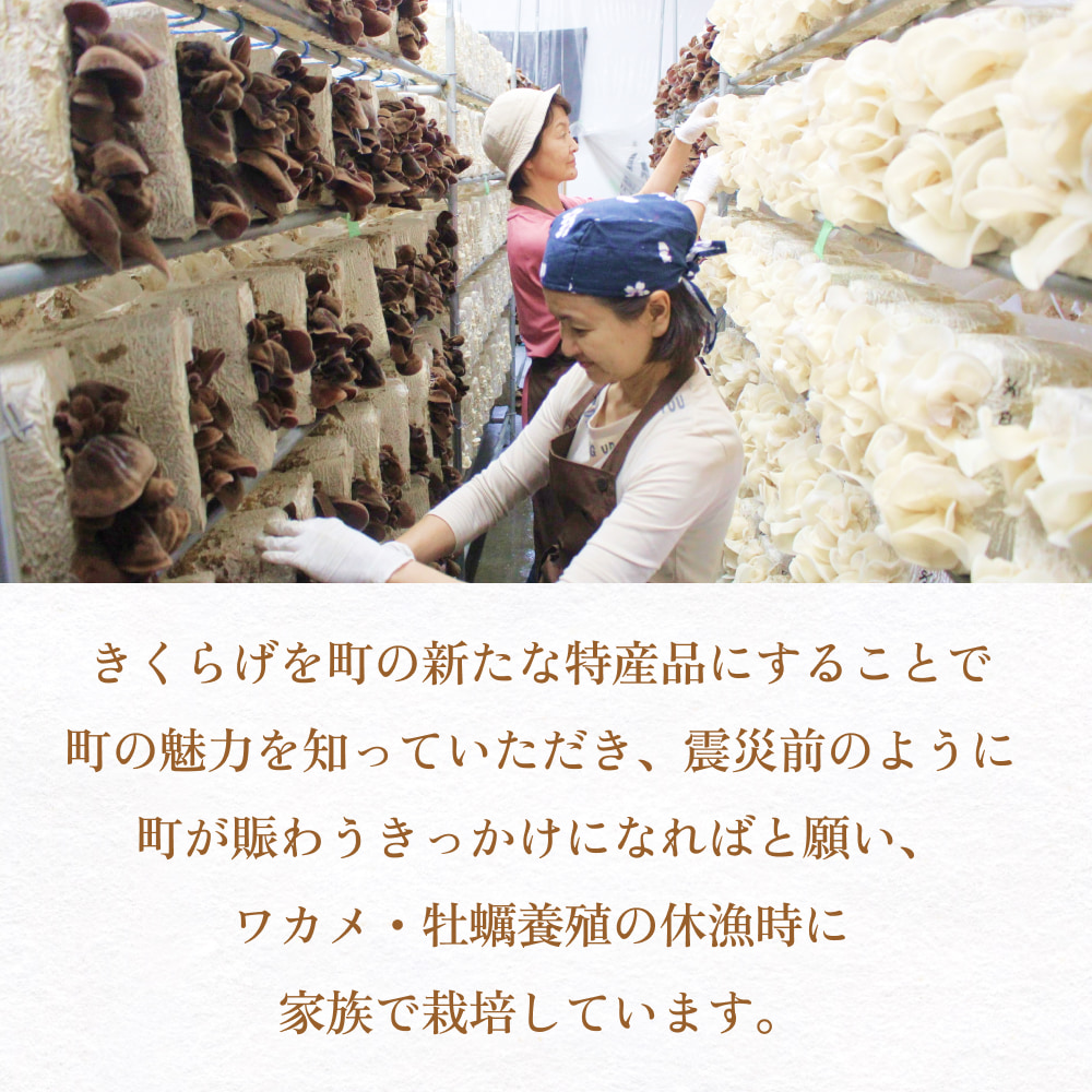 ＜ 期間限定 ＞漁師がつくる金華きくらげ 生と乾燥セット 合計約360g 生きくらげ 乾燥きくらげ キクラゲ 木耳 きのこ 乾燥 国産 食物繊維 野菜