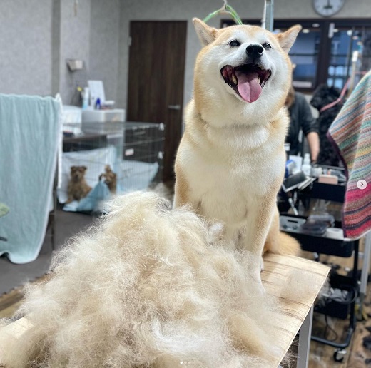 Dog Salon Tailor チケット 4000円分 / 犬 ドッグ わんちゃん ワンちゃん  トリミング ペットトリミング 