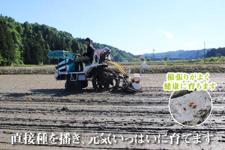 農家直送！ 魚沼産 コシヒカリ 無洗米 60kg 毎月5kgを12ヶ月間お届け （ 米 定期便 12ヶ月 こしひかり 5kg お米 こめ コメ 魚沼産コシヒカリ 魚沼 新潟 魚沼産こしひかり おこめ 