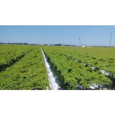 ふるさと納税 能美市 能美市特産　加賀丸いも　2kg |  | 01