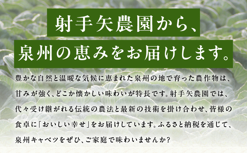 【先行予約】泉州キャベツ 5kg 2～5玉 【新鮮 野菜 泉佐野産 やさい 射手矢農園 高評価 数量限定 TVで紹介！】 G1624