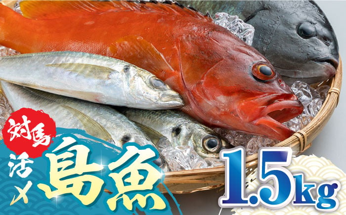 
対馬 活〆 島魚 セット 1.5kg《対馬市》【対馬地域商社】九州 長崎 鮮魚 [WAC005]
