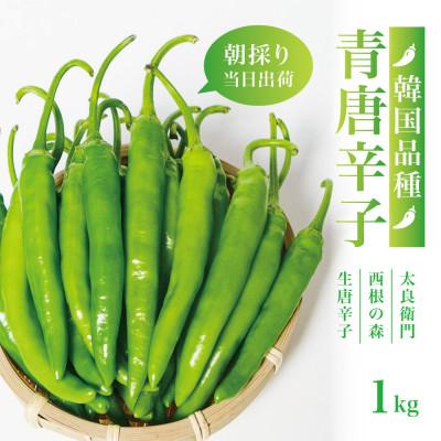 ふるさと納税 宮城県 【宮城県産】生青唐辛子1kgセット(500g×2袋)激辛韓国品種 西根の森|太良衛門