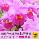 【ふるさと納税】厳選カトレア鉢花　3輪咲コース 鉢花カトレア 3リン咲き 全国洋らん品評会13年連続金賞受賞 山野井洋蘭 カトレア