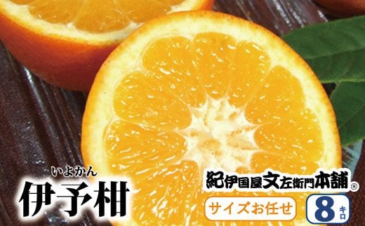 伊予柑(いよかん) 約8kg/サイズおまかせ　※2026年1月中旬～2026年2月中旬頃に順次発送予定(お届け日指定不可)　紀伊国屋文左衛門本舗　/ みかん ミカン オレンジ フルーツ 果物 くだもの 柑橘 いよかん 和歌山【sutb440B】