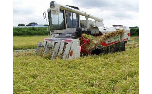 【令和7年産】【新米】古河市産 コシヒカリ15kg【倉持農園】 | 米 こめ コメ こしひかり コシヒカリ 15キロ 古河市産 茨城県産 贈答 贈り物 プレゼント 茨城県 古河市 直送 農家直送 産地