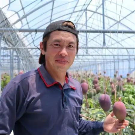 【先行受付・2026年6月から順次発送・贈答用】喜屋武農園のアーウィンマンゴー2kg(4～6玉)【配送不可地域：離島】【1372134】