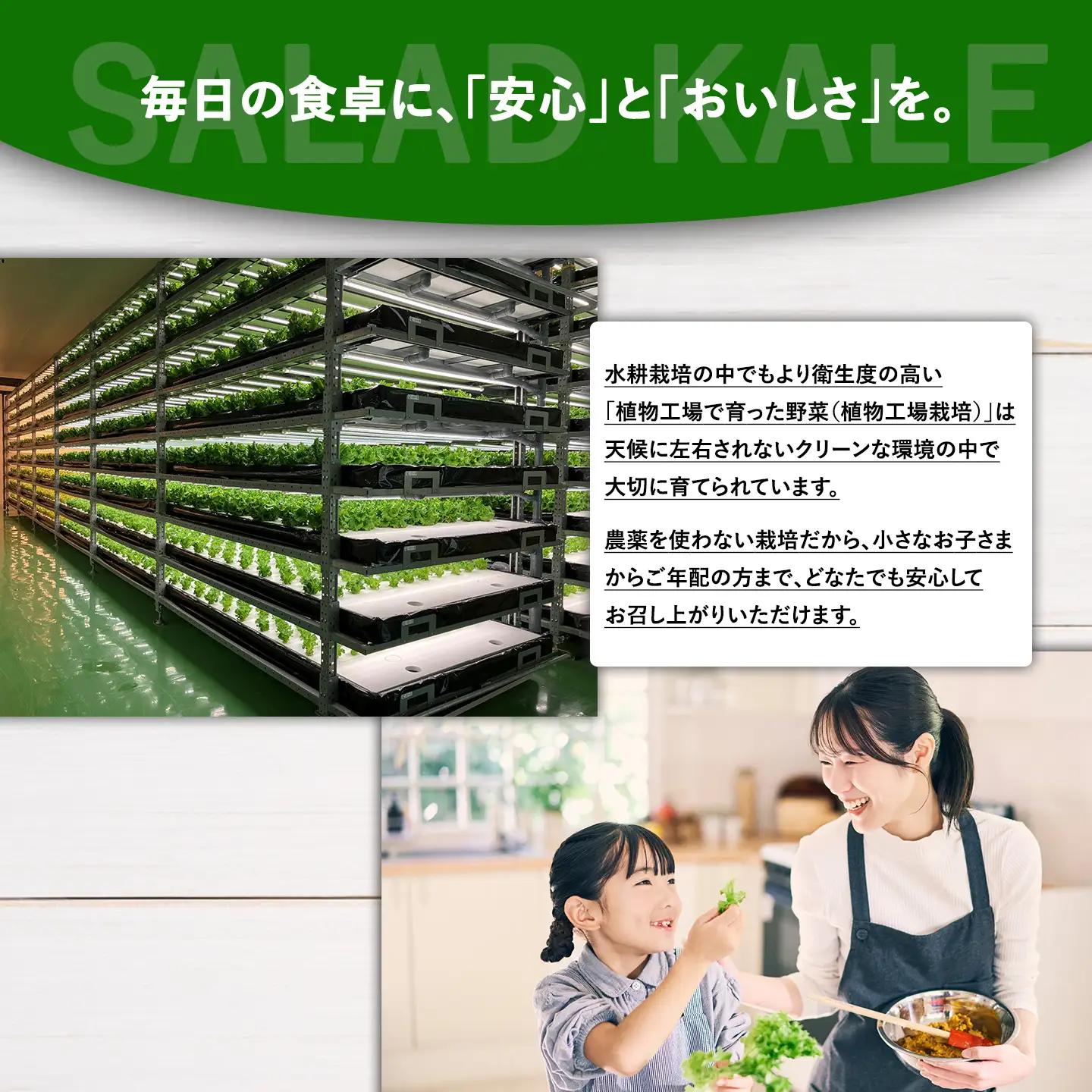 【無農薬】サラダケール 300g（約75g×4P）ケール