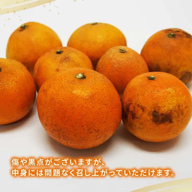 【紅まどんなと同品種】 訳あり 愛果28号 まどんな 5kg マル南フルーツ B015-106027