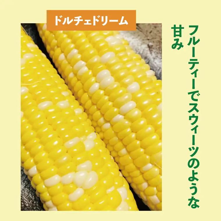 【6月下旬より発送 】数量限定 とうもろこし 12～14本 恵味 ドルチェドリーム プレミアム味来 とうもろこし トウモロコシ スイートコーン 農家直送 茨城県 水戸市（GR-4）