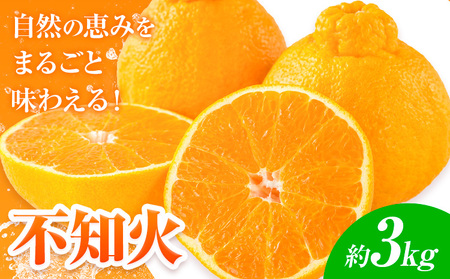 【先行予約】 みかん 不知火 3kg 高橋商店《2026年1月下旬-5月中旬頃出荷》熊本県 苓北町 柑橘 かんきつ 果物 フルーツ しらぬい 送料無料